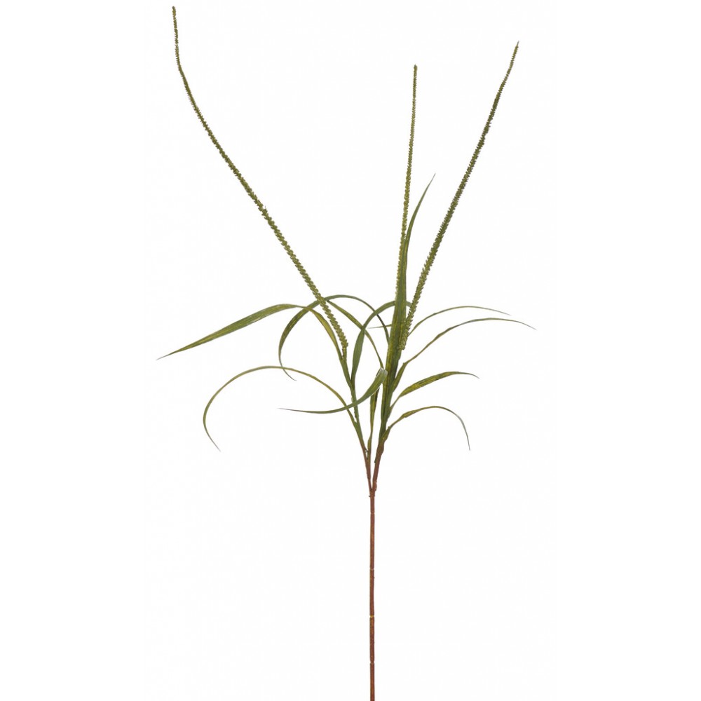Sea Arrowgrass Stem - Green